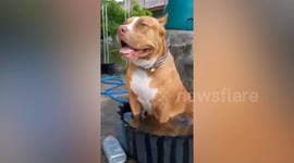 American Pitbull pooch sits inside basin with water to cool off on hot 39 degrees C afternoon