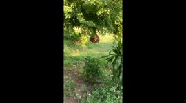Four giant wasp nests (death bees) appeared on the tree, making many people not dare to get close