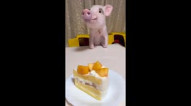 Adorable Japanese pig, Lechon, enjoys sweet cake delight at the table!