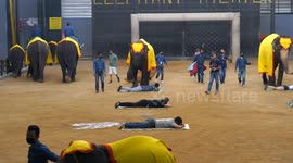 Adorable baby elephant showing massage to tourists Creates a lot of excitement.
