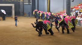 Cute little elephants run in a long line, holding each other's tails, showing off to tourists.