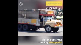 Monkey Stampede caught on camera