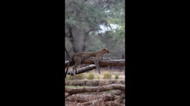 Two Leopards Getting Passionate