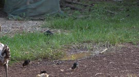 Mother hen and her baby chicks on a small free range poultry farm in Thailand.