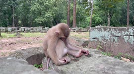 Sleep monkey naps in the grounds of Angkor Wat khmer temples