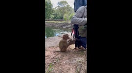 Wild monkey grabs tourist's tripod as he takes pictures in Cambodia