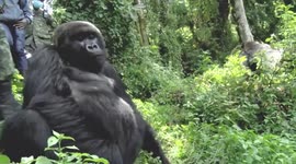 Experts call for collective efforts to boost Africa's nature conservation