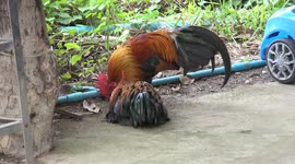 Strange behavior of roosters, they appear to be in a trance, perhaps meditating?