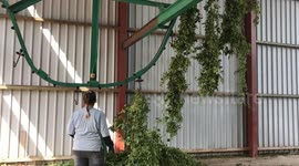 Hop picking season gets underway in Teme Valley