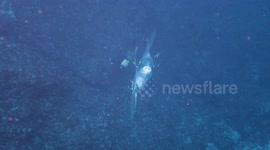 A giant sunfish gets cleaned by bannerfishes on a reef off Bali, Indonesia