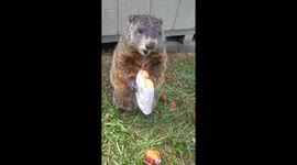 Puddles Ditched Her Strawberries for a Honeybun