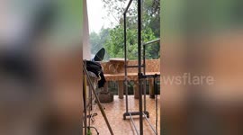 Pet cat shelters under tray during rainstorm in Thailand