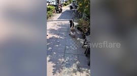 Pet dog and goose stroll along pavement together