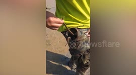 Local plucks out snake that jumped into his pocket at dried-up pond