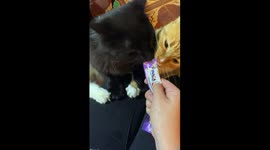 Cats Come to Blows Over Tasty Treat