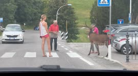 Man Coaxes Stag Through Crosswalk