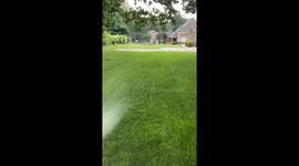 Rescuing a Fox Tangled in a Soccer Net