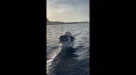 Cool Cat in the Water