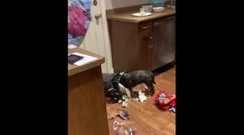 Naughty Dog Gets Into Trash