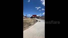 Heartwarming moment Tibetan antelopes selflessly help companion during migration