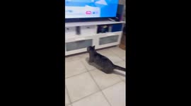Cat named Ringo sprints to TV every time his favourite show comes on