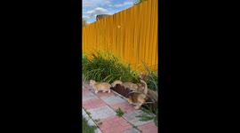 Playful felines in Novosibirsk: cat's grass flower chase with adorable kittens