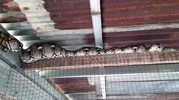 Chicken Trap Python Large python caught hiding in chicken coop regurgitates hen - Buy, Sell ...