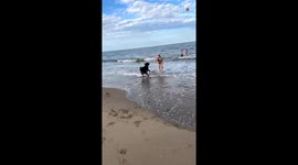 Fired-up Rottweiler brings forth waves of laughter by playfully chasing kids