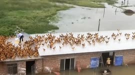 Chinese villager resorts to rooftop poultry farming amidst rising floodwaters