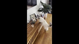 Cat misses her best friend dog who passed as a result of liver cancer *Heartfelt Video*