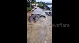 Dozens of crocodiles break loose from Chinese farm amidst floodwaters