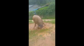 Buffalo has time of its life thrashing around in pool of mud