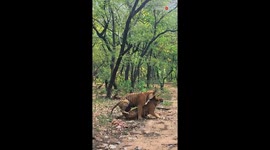 Tigers' love-making session comes to a ROARING halt after tigress scares her partner