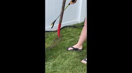 'Catch & Throw!' - Brave woman sends black snake flying out of neighbor's yard