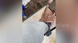 Big-mouthed anglerfish bites fisherman's boot
