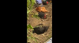 Hens paradise is when my girls have spa day in the garden having a dirt bath