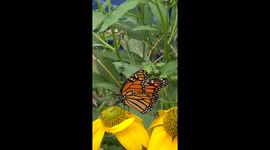 Monarch Butterflies  struggled through smog created by northern Quebec Canada forest fires to visit my garden