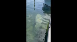 Large Manatee swimming by Dock in Key Largo while docked in marina