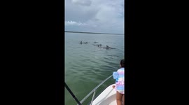 Up close with a family of wild Dolphins in Key largo near toilet seat cut