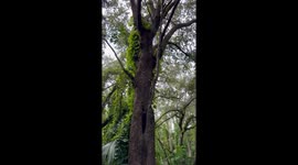 A family of squirrels hanging out on an Oak tree in Indian Hammocks Park in Miami, FL