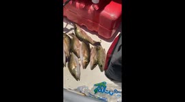 Catching our limit of Mangrove Snappers within a few minutes