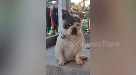 Pet bulldog frowns while sitting outside home in morning