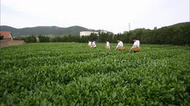 Green Tea Craft of Intangible Cultural Heritage.