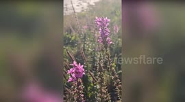 World's greenest city stops cutting grass to help bees and other wildlife