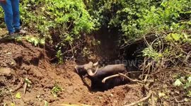 Bison has to be excavated out of well in western India