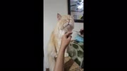 temp
