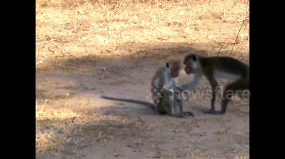 A Monkey Affair - even sex between lower primates requires a little romance. - Buy, Sell or Upload Video Content with Newsflare