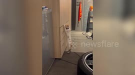 Pet cat pulls open drawer and hides inside