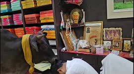 Cow becomes daily visitor at Raipur cloth showroom, boosting its popularity