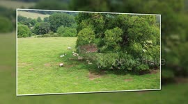 fields of elderflowers in uk and of grantham canal